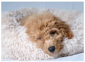 Кремаво легло за куче ø 55 cm – Love Story