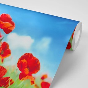 Фототапет – Цветя на мак на поляна