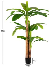 Растение HM7978 Бананово дърво