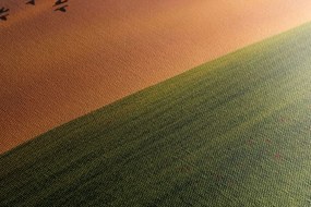 Картина на платно – Дърво на ливада