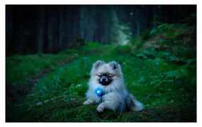 LED светлина за яка Blue - Orbiloc