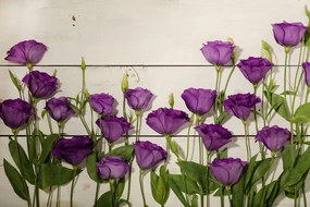 Фототапет – Прекрасни лилави цветя