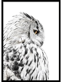 Плакат в рамка 50x70 cm Owl - Styler