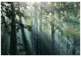 Самозалепващ фототапет – Слънчеви лъчи в мъглива гора