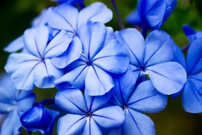 Картина на платно – Диви сини цветя