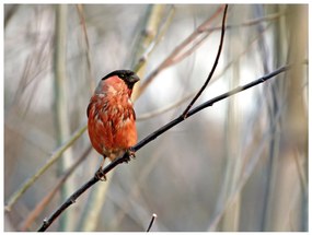 тапети - Bullfinch в гората 300x231