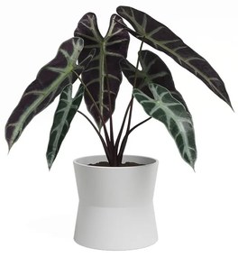 Керамична саксия за цветя ø 14 cm Diana – Artevasi