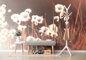 Фототапет – Памучна трева