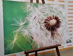 Картина на платно – Семена на глухарче