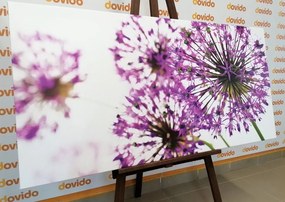 Картина на платно – Цъфтящи лилави цветя на чесън