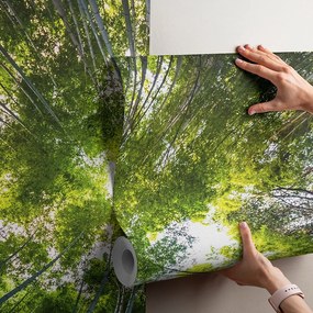 Фототапет - Вековни дървета