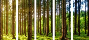 картини от 5 части – Слънчева сутрин в гората