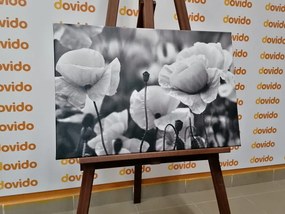 Картина на платно – Поле от диви макове в черно-бяло
