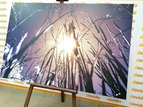 Картина на платно – Полска трева