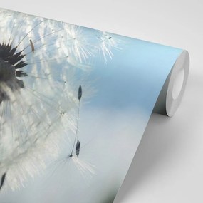 Фототапет – Детайл от глухарче