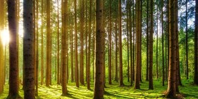 Картина на платно – Утро в гората