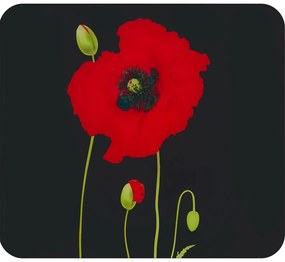 Капак за стена на готварска печка от закалено стъкло 50x56 cm Poppy - Maximex