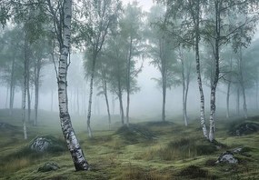 15686 - Брезова гора в мъгла