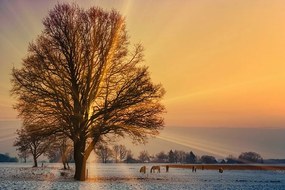 Фототапет – Коне в заснежен пейзаж