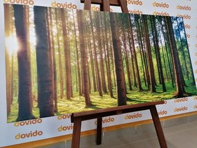 Картина на платно – Утро в гората