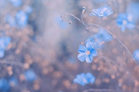 Фототапет – Сини цветя на винтидж фон