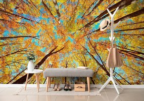 Фототапет – Есенни корони на дърветата