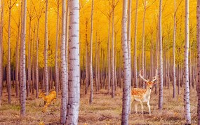 Фототапет есенна брезова гора