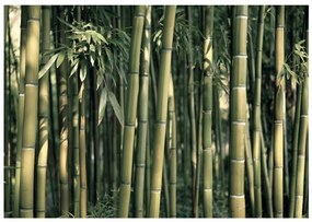 тапети - Bamboo Exotic 350x245