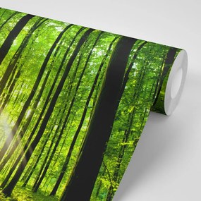Фототапет – Свежест на гората