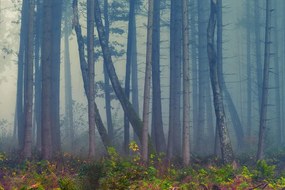 Фототапет – Тайнствена гора