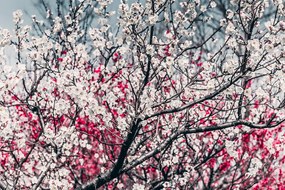 Фототапет – Цветя на праскова