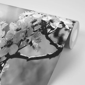 Фототапет – Черно-бял черешов цвят