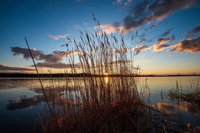 Самозалепващ фототапет – Стръкове трева край езеро