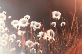 Самозалепващ фототапет – Памучна трева