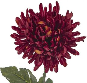 Декоративен Chrysanthemum-Rodi  (12 τεμάχια)