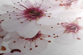 Картина на платно – Черешови цветя