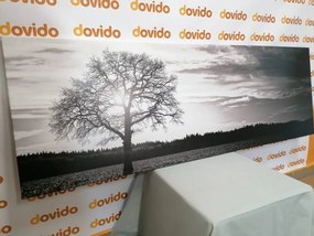 Картина на платно – Самотно дърво в черно-бял вариант