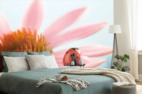 Фототапет – Калинка на ехинацея