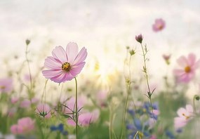15585 - Полски цветя