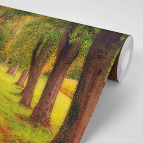 Самозалепващ фототапет – Пътека през есенна гора