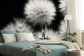 Фототапет – Черно-бял глухарче