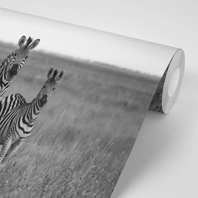 Фототапет – Три черно-бели зебри в савана
