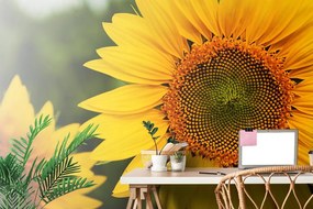 Самозалепващ фототапет – Жълто слънчоглед
