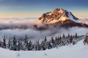 Фототапет – Розсутец в снежно одеяло