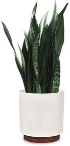 Fox & Fern Enspijk, саксии за цветя, орехово дърво, Polystone, ръчна изработка, 2 размера