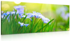 Картина на платно – Цветя на ливада през пролетта