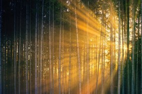 Самозалепващ фототапет – Слънце зад дървета