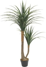 Декоративно растение Yucca в саксия -190