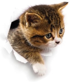 Стикер за стена Скриване на котка - Ambiance