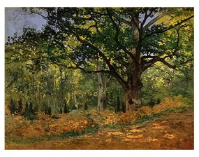 Репродукция на картина на Клод Моне - , 70 x 50 cm The Bodmer Oak, Fontainebleau Forest - Fedkolor